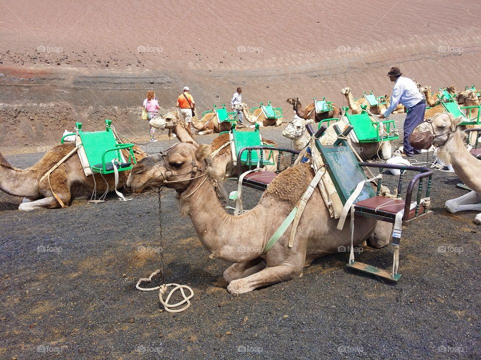 Camel Ride. up high in the volcanic region of Lanzarote the only way to go from A to B safely,  is on a camel. 