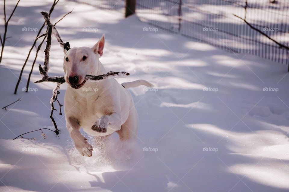 When I threw the branch to a dog, he quickly went to bring it to me. A good dog