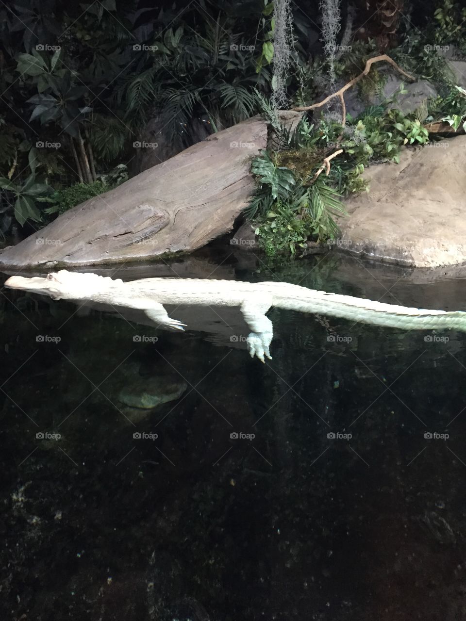 Albino Alligator 
