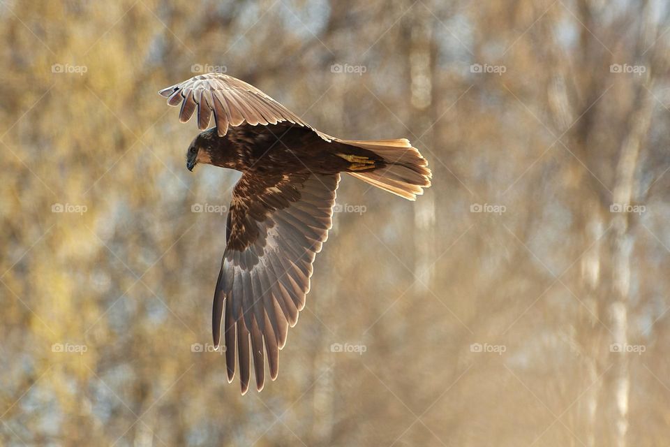 A female western marsh harrier flying in the birch tree forest on spring morning in Western Finland.