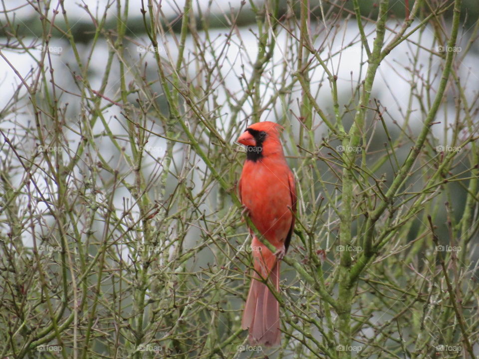 Cardinal