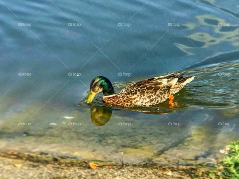 Duck