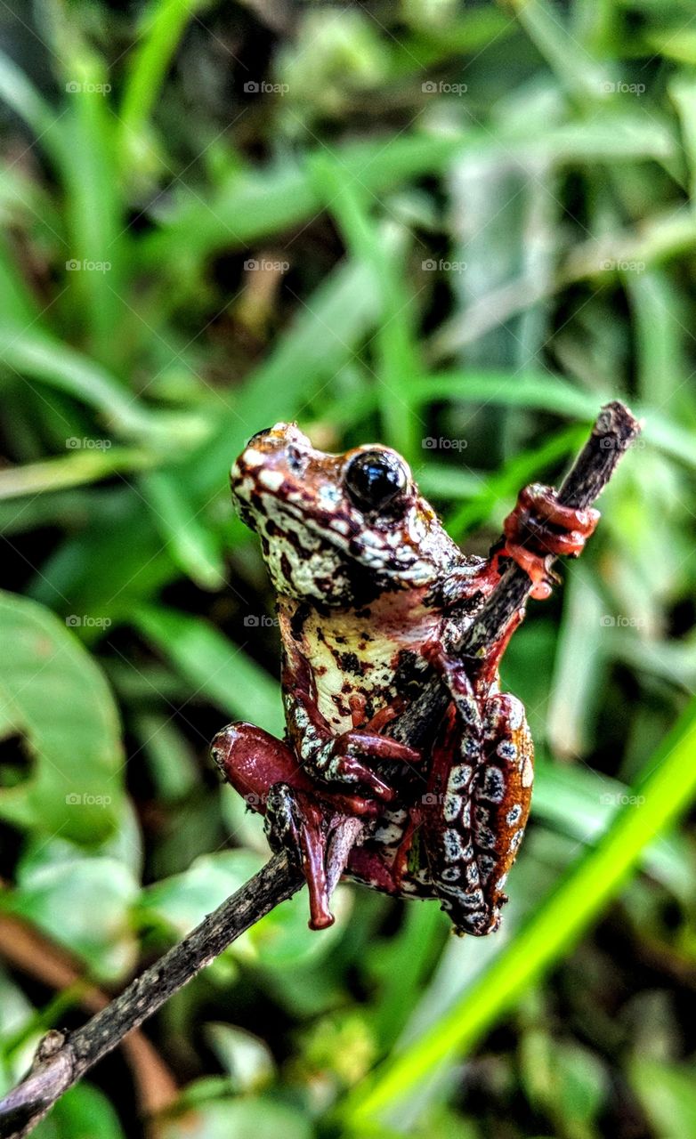 Painted Reed frog