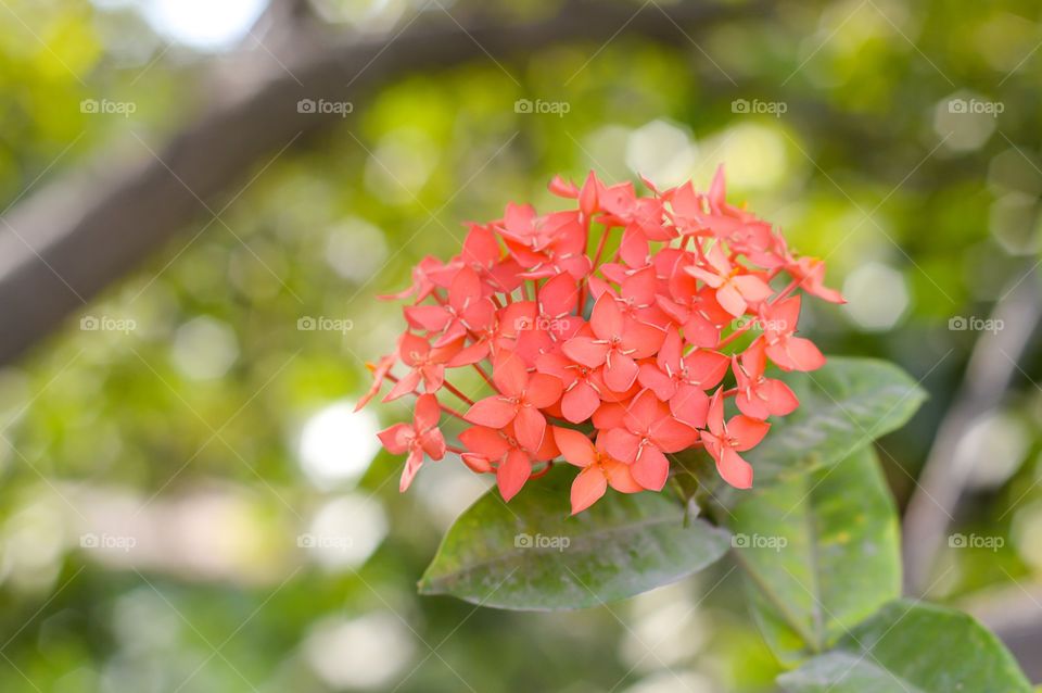 ixora flower. red ixora flower in garden