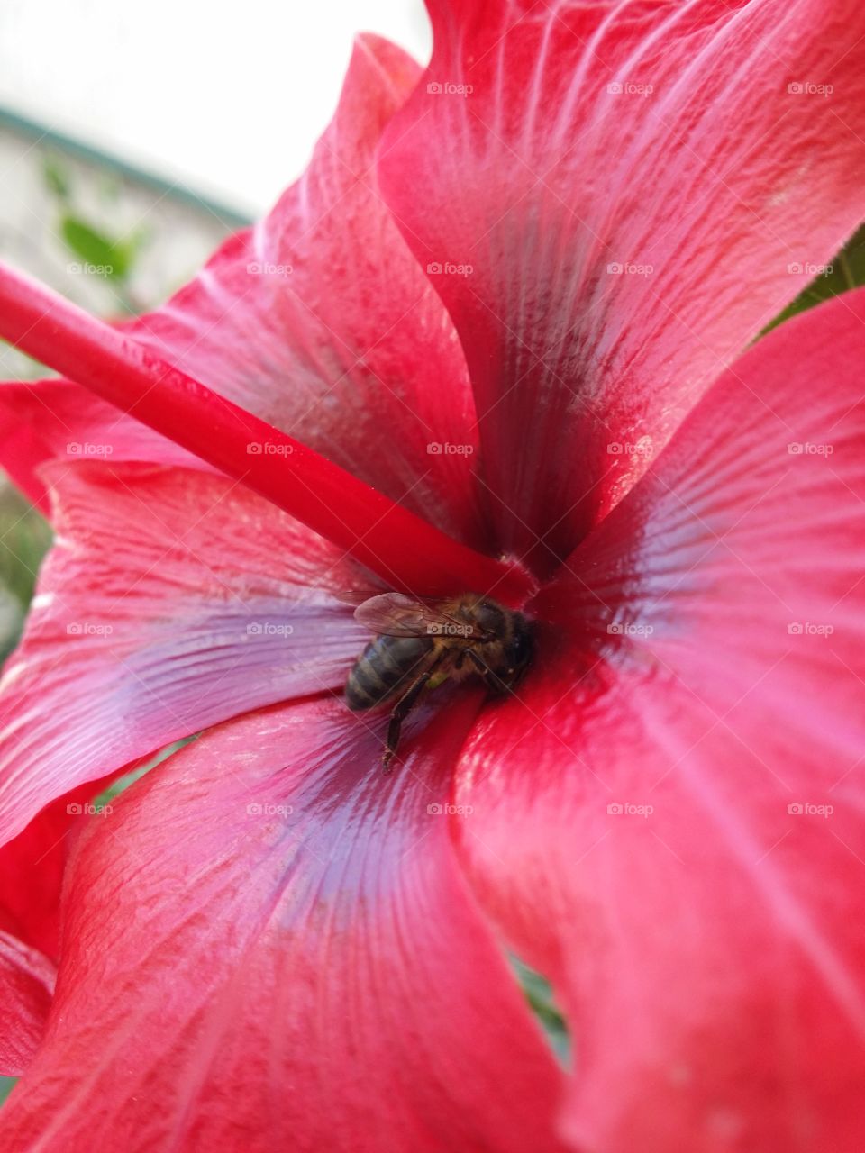bee in the flower1. going to work