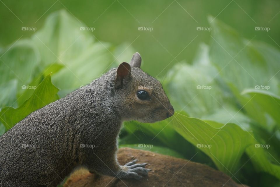 Squirrel