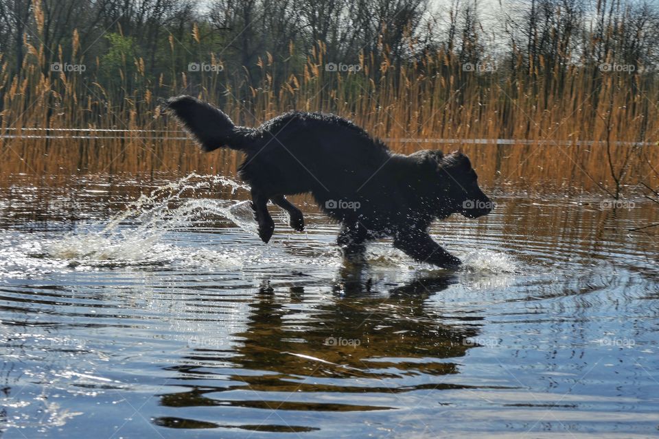 Dog playing at lakeside