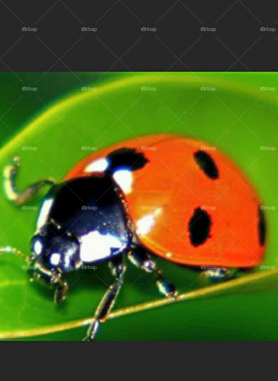 ladybug on leaf