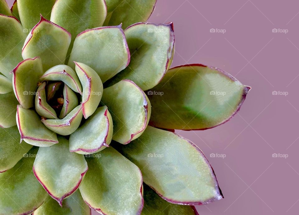 Backgrounds, copy space, Echeveria against purple background 