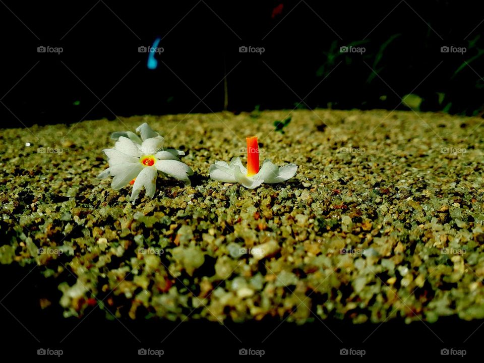 naturelove, beautiful flowers, beautiful picture