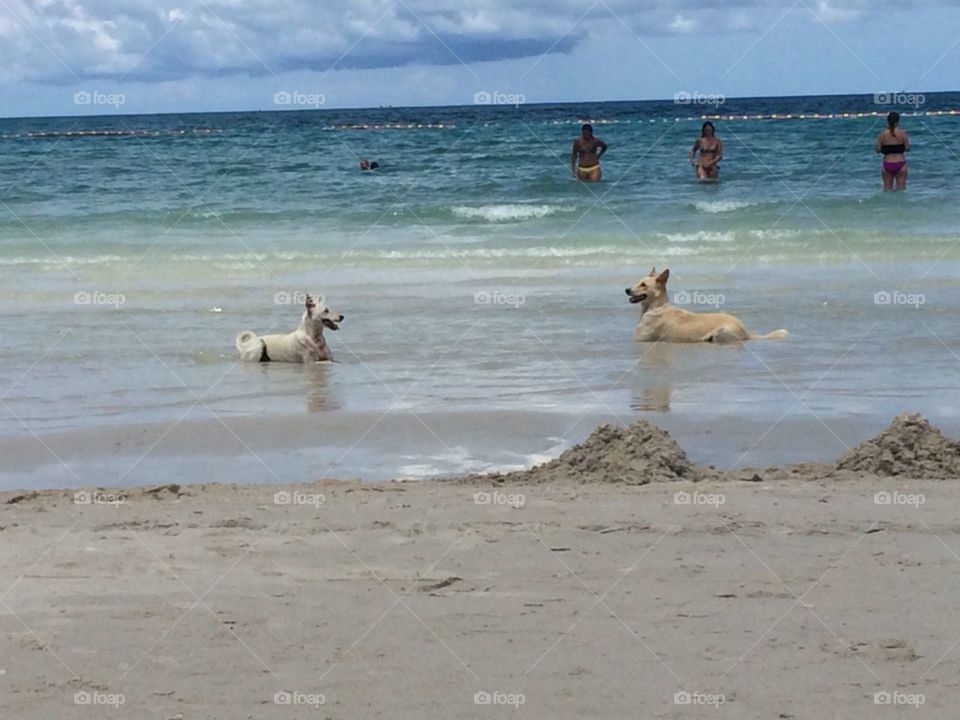 Рай не только для людей)))))