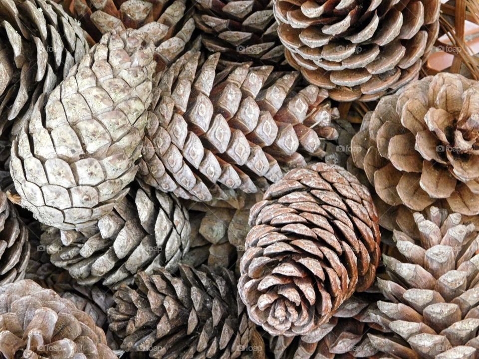 pine cones