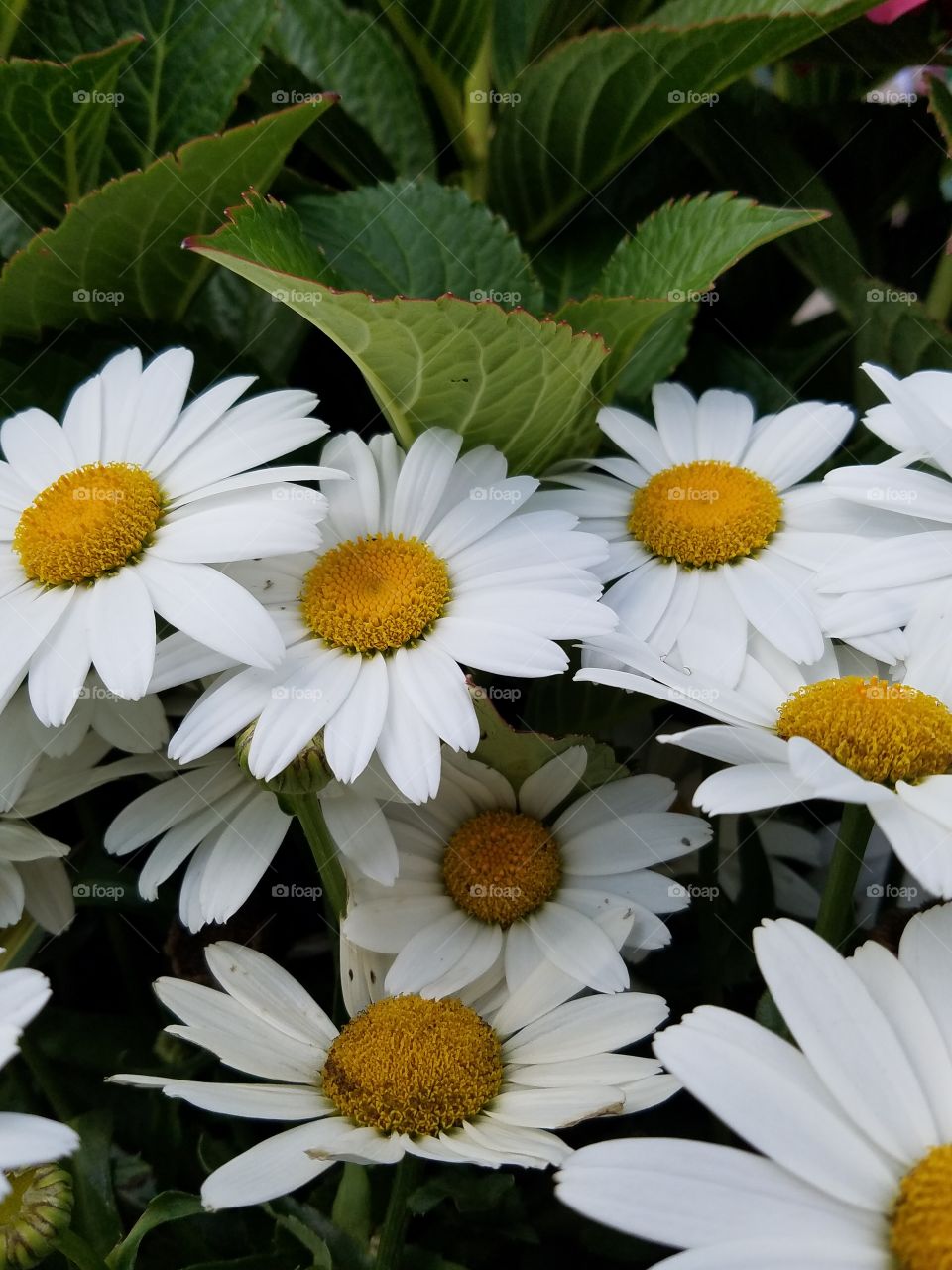 chamomile Flowers in my backyard