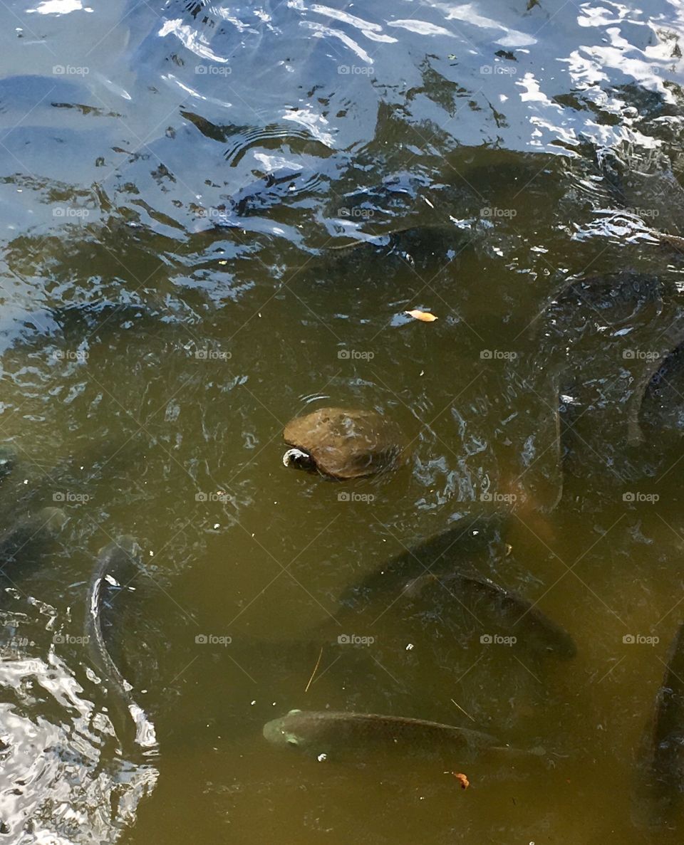 Olha aí uma tartaruguinha nadando bem a vontade no Lago do Parque Botânico Eloy Chaves! Na verdade, é um cágado (uma espécie de tartaruga aquática de água doce). 