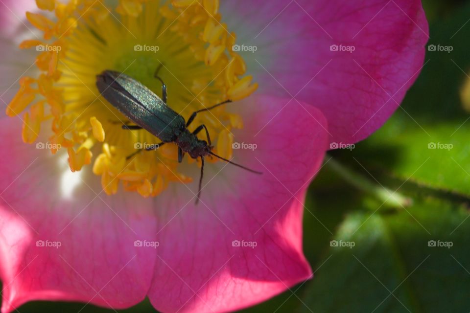 Directly above shot of beetle on flower