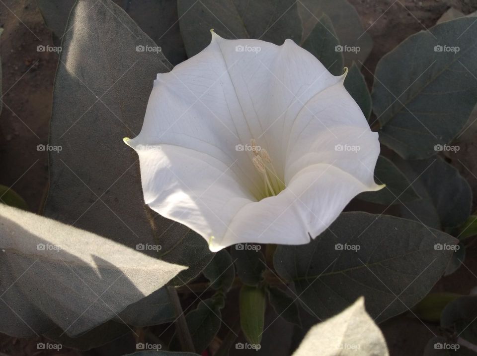 the Datura Flower white in colour looks very beautiful generally found everywhere fresh seasonal looking very beautiful generally found everywhere fresh seasonal very poisonous species