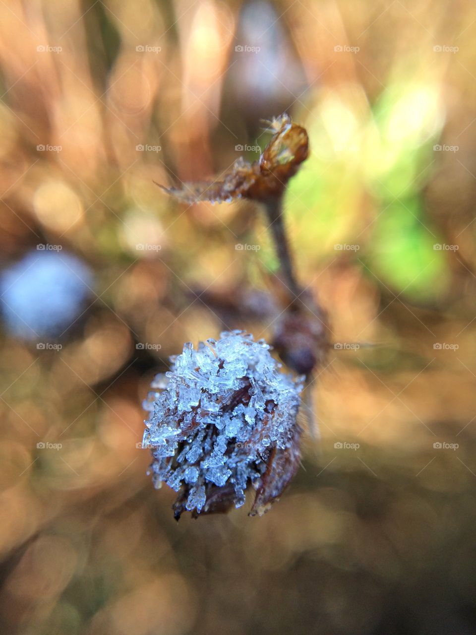 Zoomed in on an image of frost shards on a little bud 