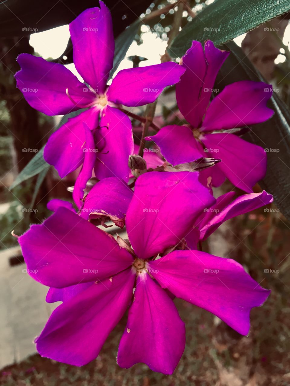 🌺Fim de #cooper! 
Suado, cansado e feliz, alongando e curtindo a beleza das #flores. Hoje, #quaresmeiras!
🏁
#corrida #treino #flor #flower #flowers #pétalas #pétala #jardim #jardinagem #garden #flora #run #running #esporte #alongamento 