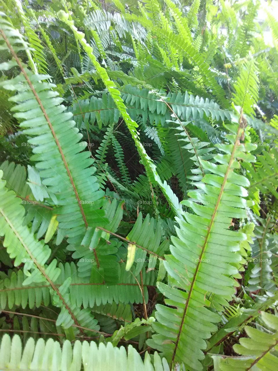 fern close up