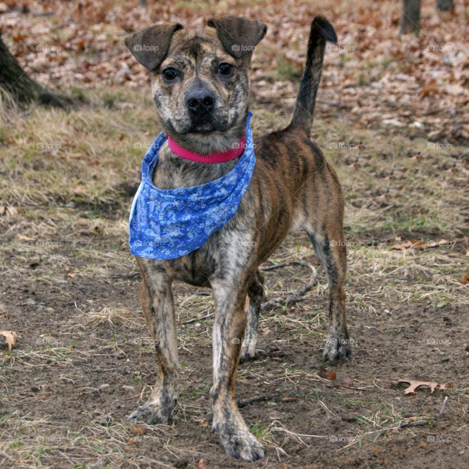 Portrait of dog