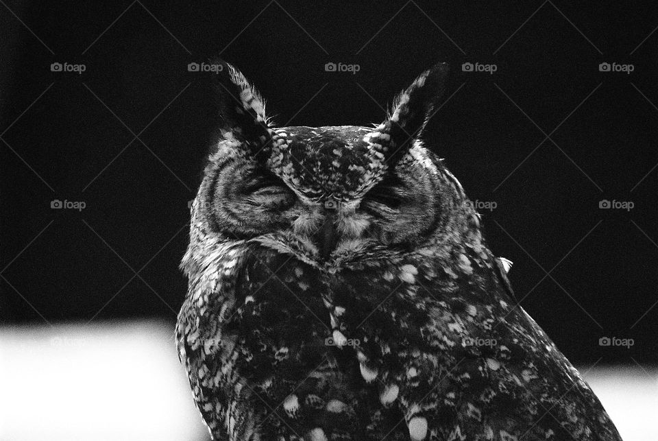 owl