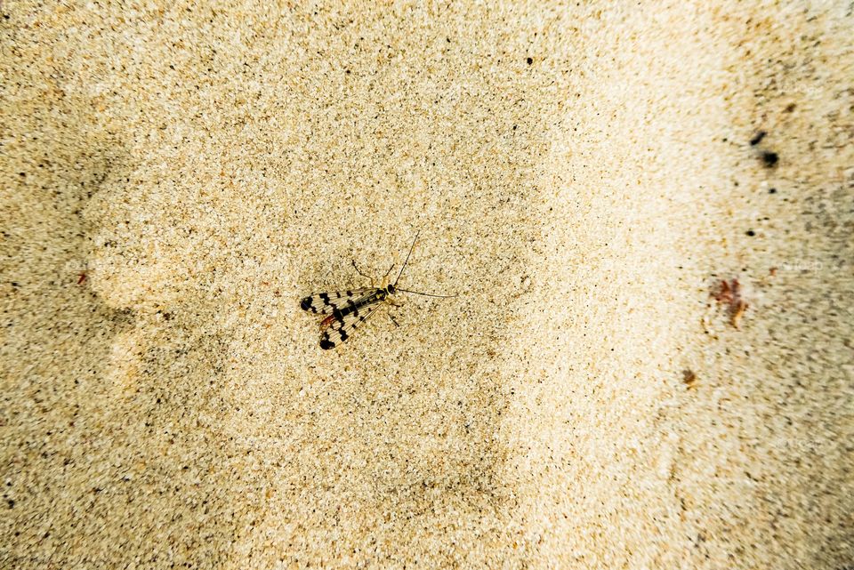 insect in the sand