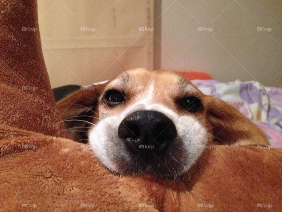 Beagle friend 