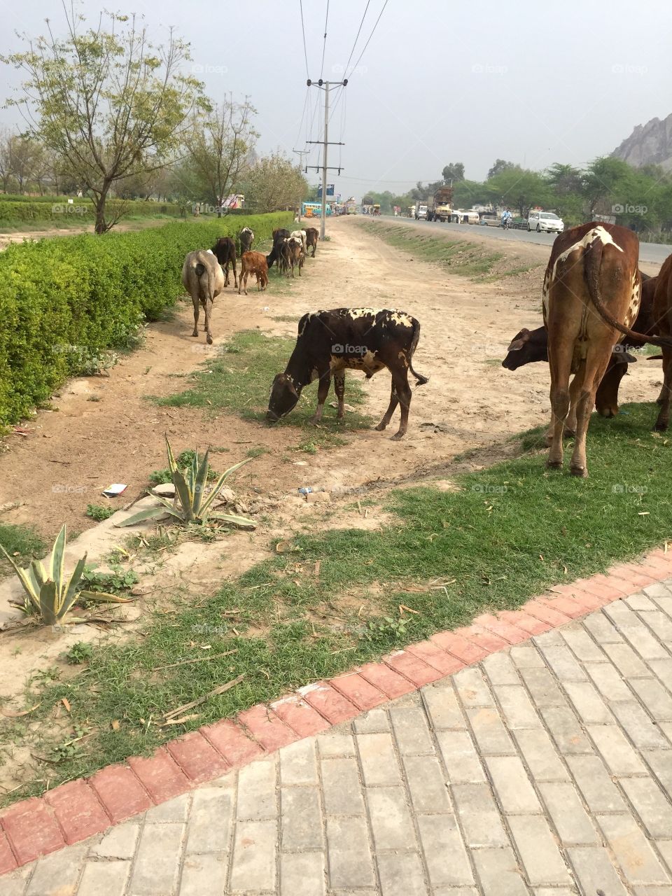 Cows in pakistam