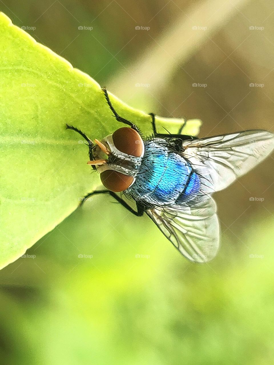 little beautiful insect