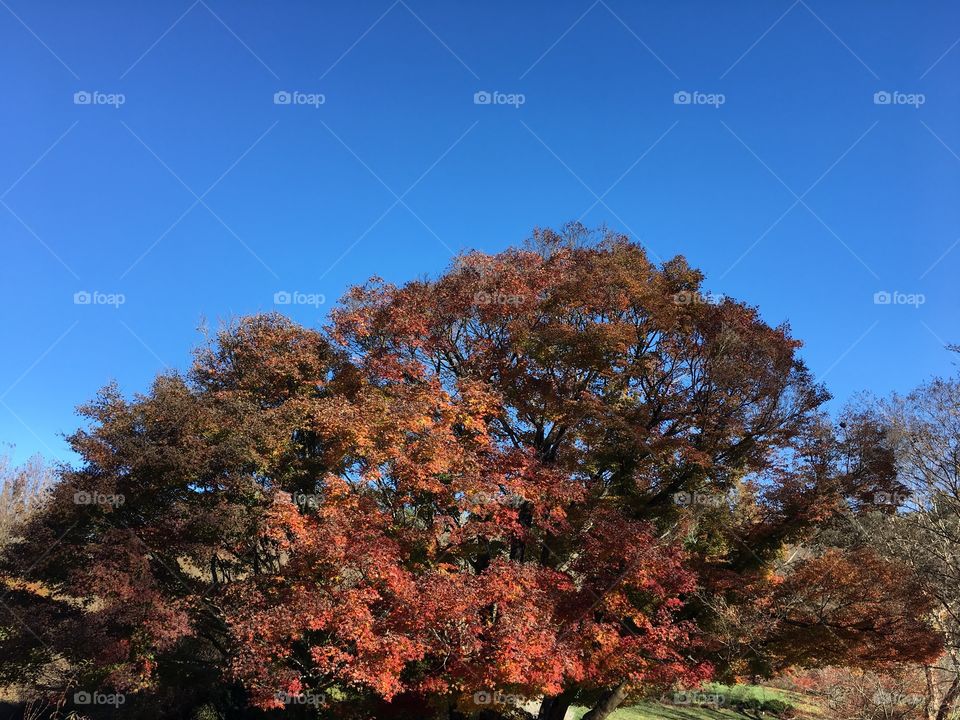 Beautiful fall colors in the trees in Asheville, NC 