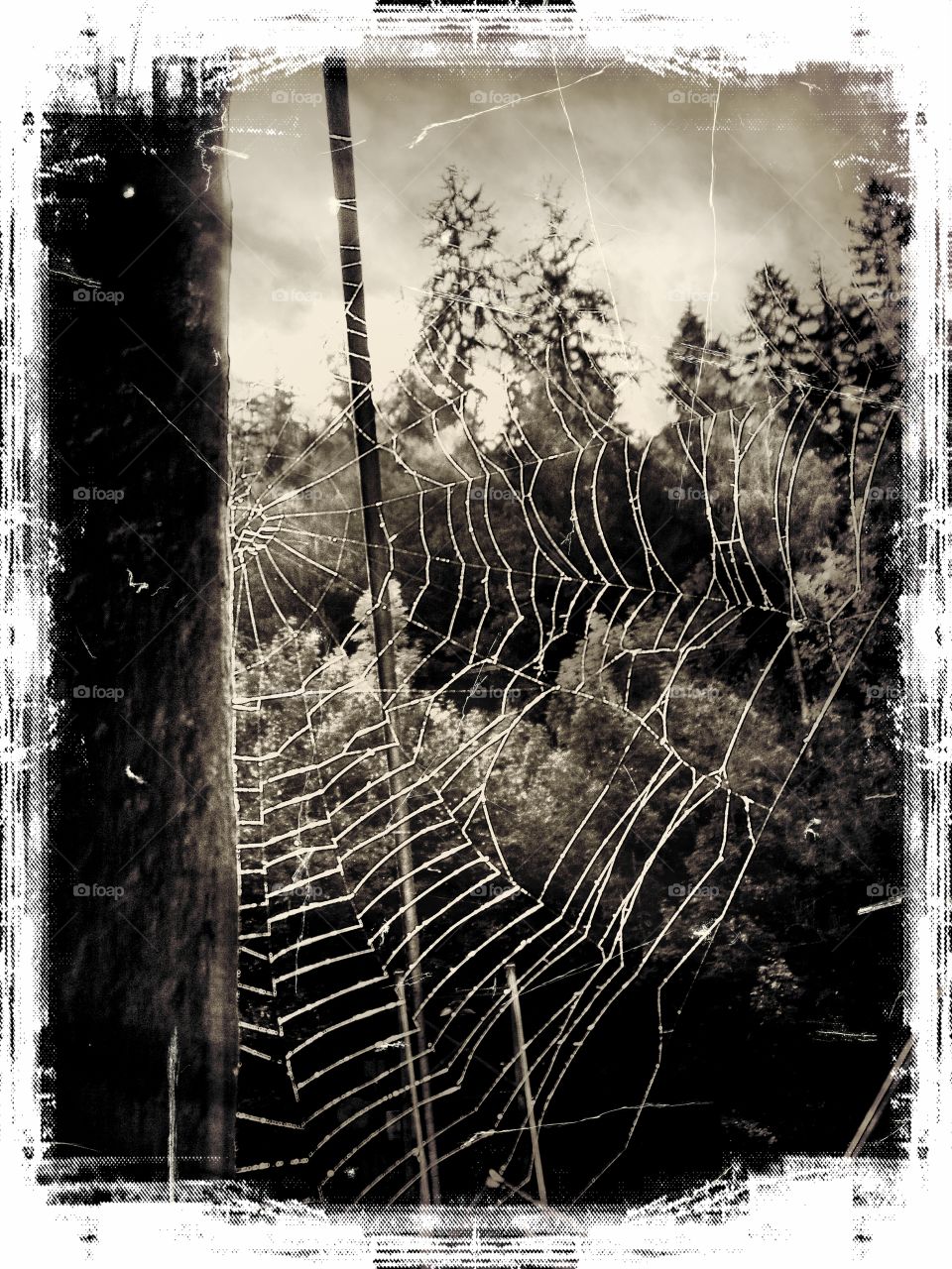 spider web. a spider web at a stem