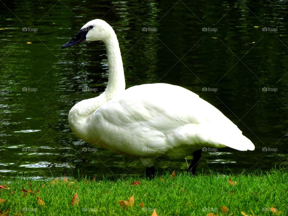 Swan