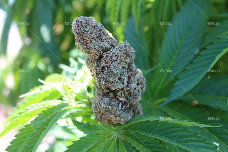 bud of Maui sitting on a Marijuana plant