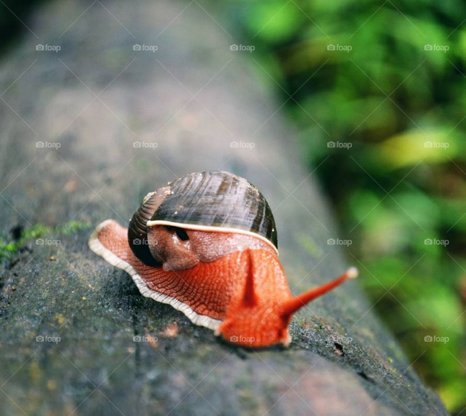 cute snail