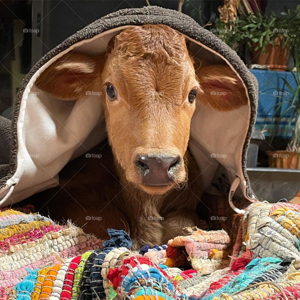 Dutch Baby Pancake 😍