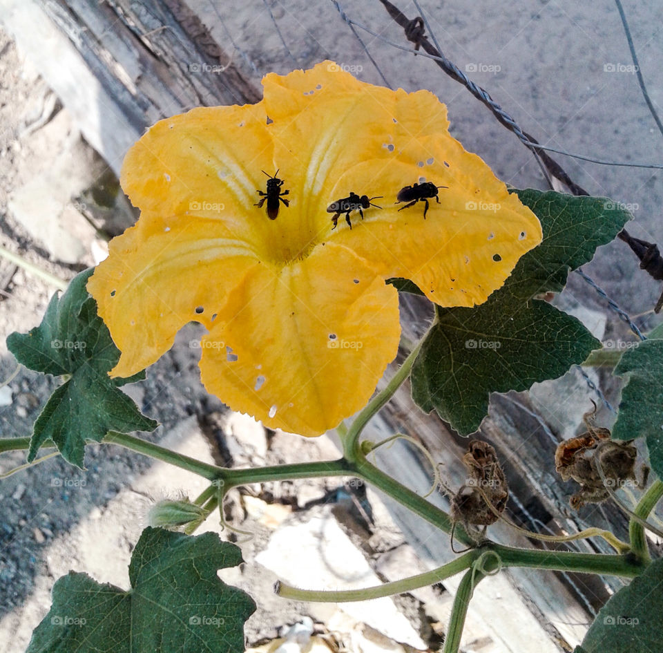 Flor amarela com abelhas arapuá.