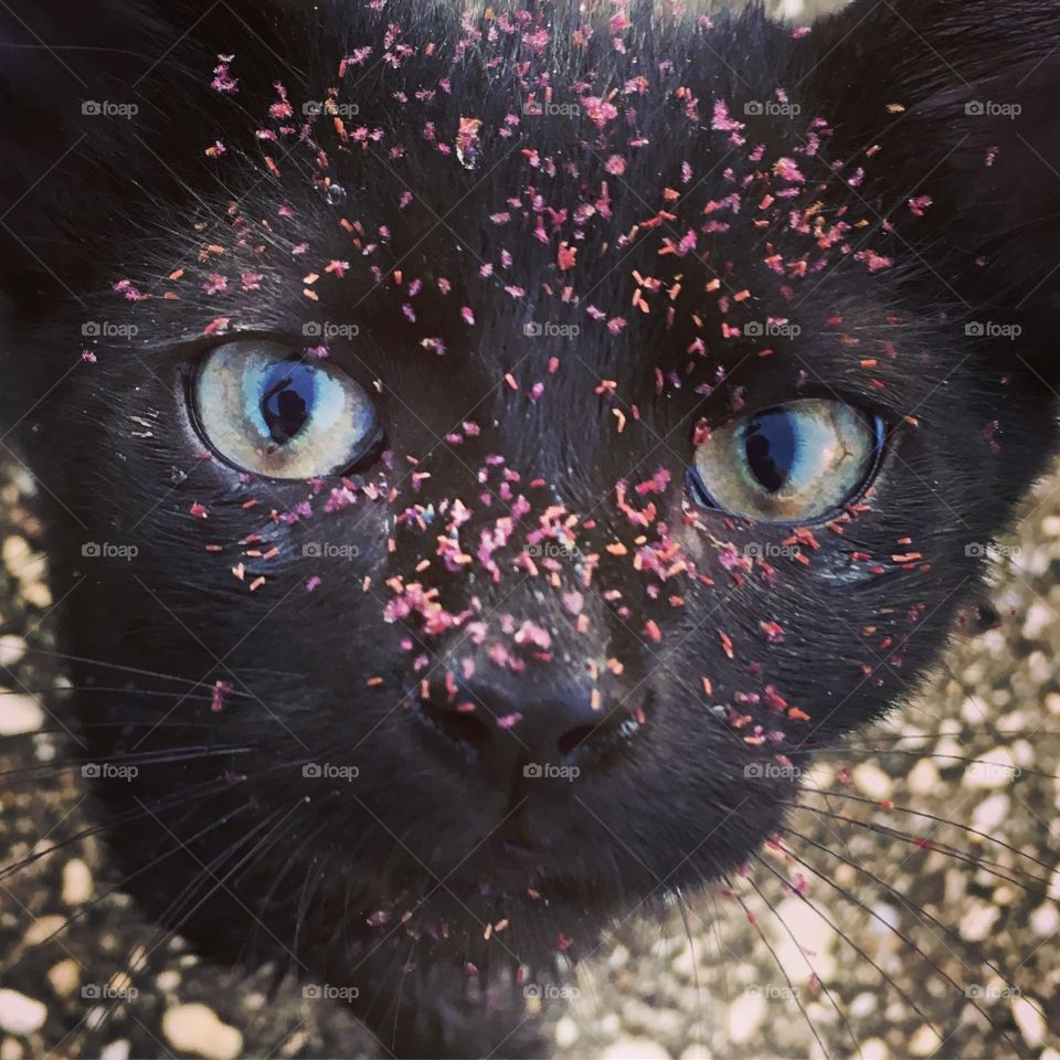 Black kitten with grass seeds