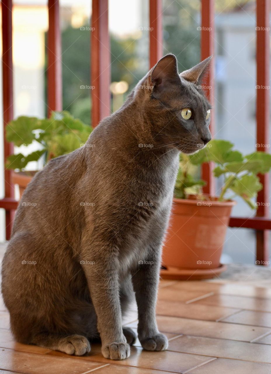 Cat sitting on balcony 