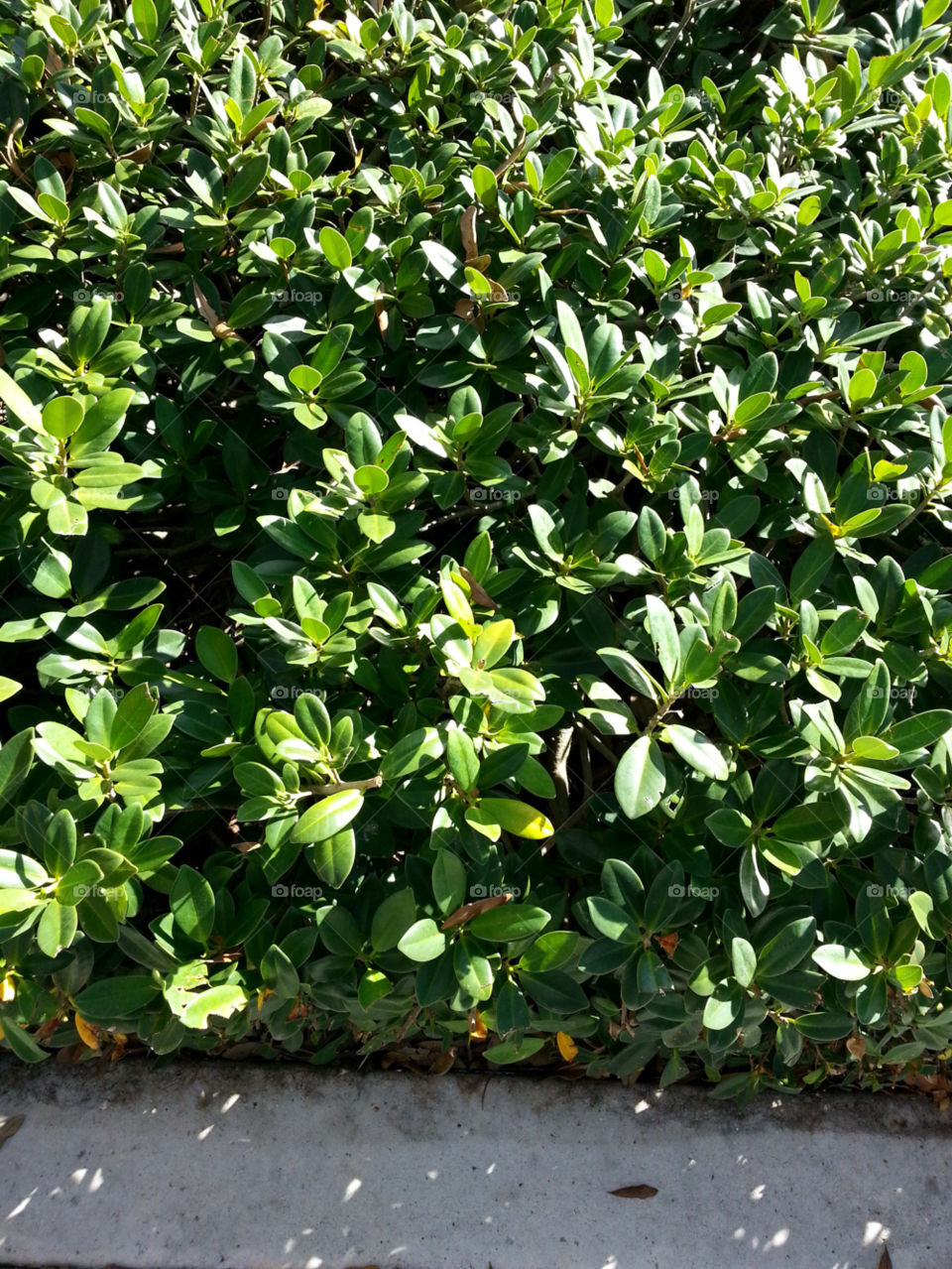 green flora nature tree by jmsilva59