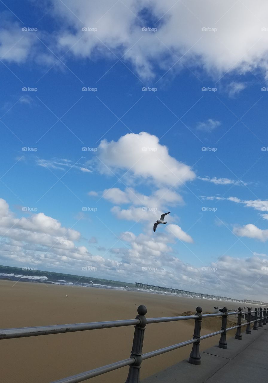 Bird Flying at the Beach
