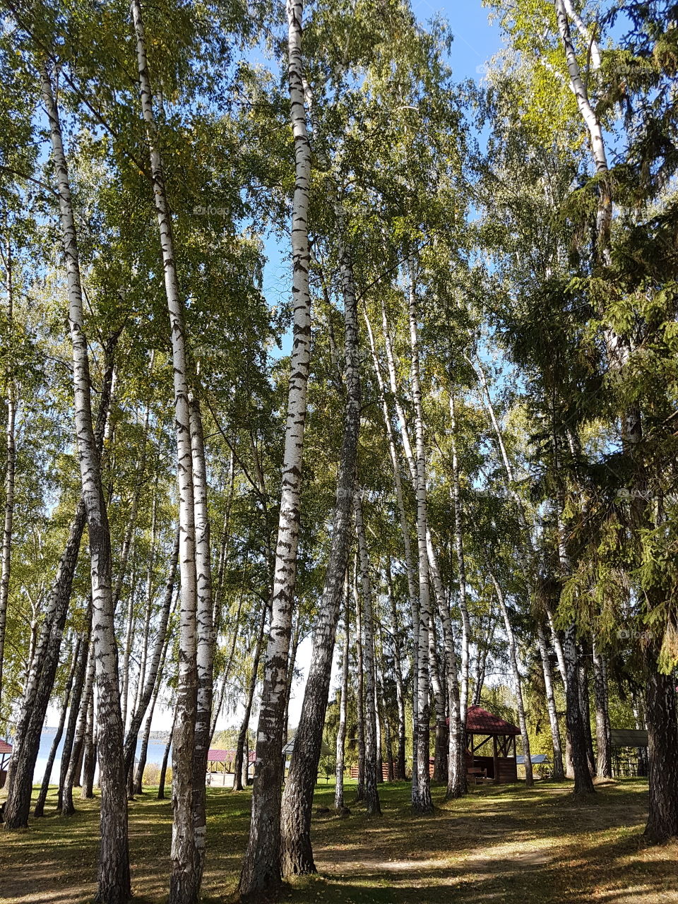 Trees in forest