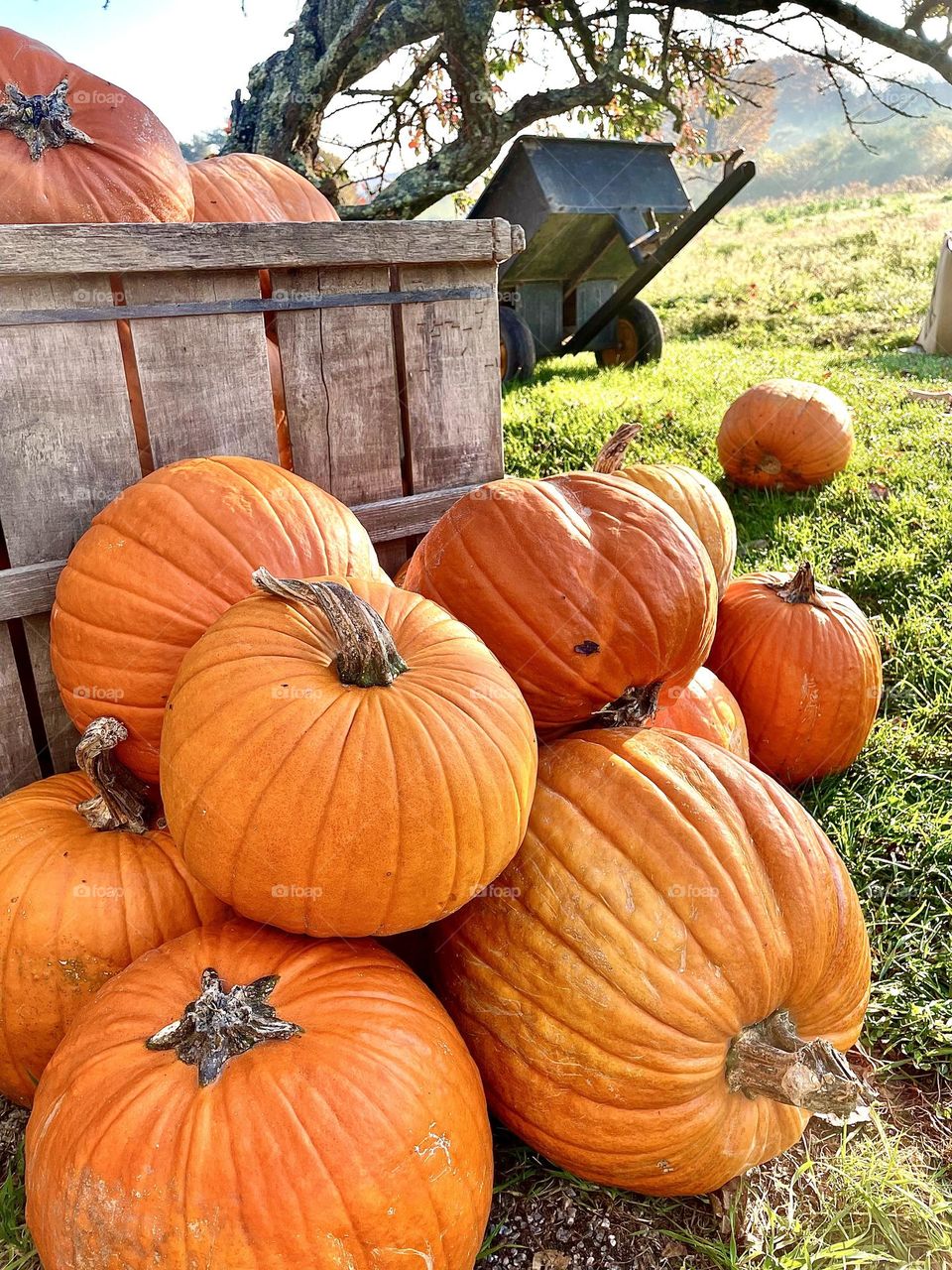 Orange Pumpkins Sit Stacked Against A Crate At A Country Farm Stand Showing The Bounty Of The Harvest.