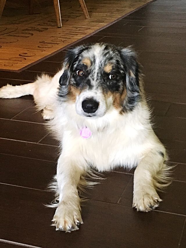 Trouble causer in disguise as a beautiful miniature Australian shepherd. 
