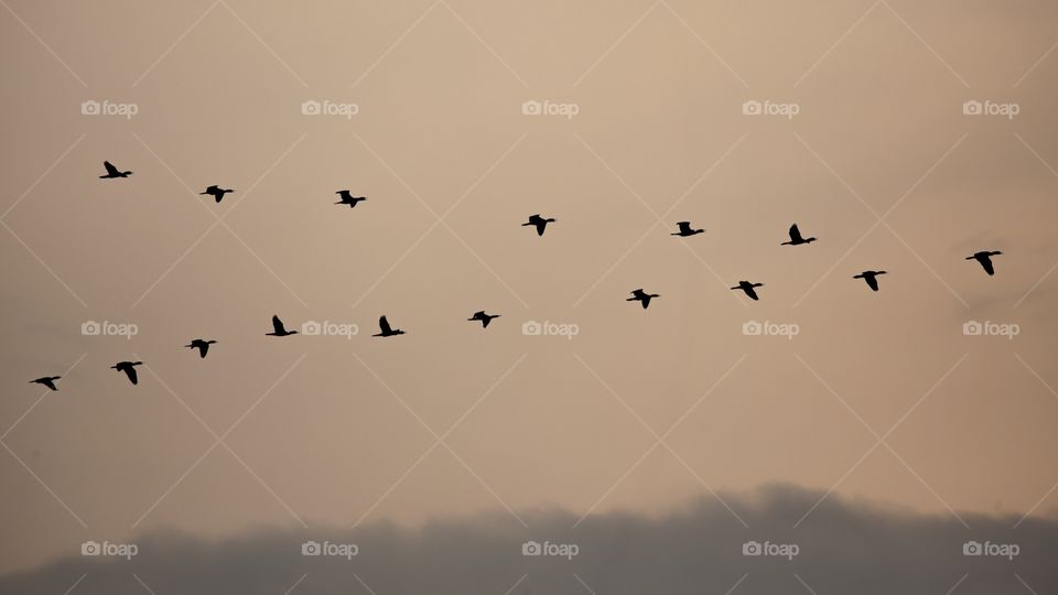 Bird, Wildlife, Flight, Goose, Waterfowl