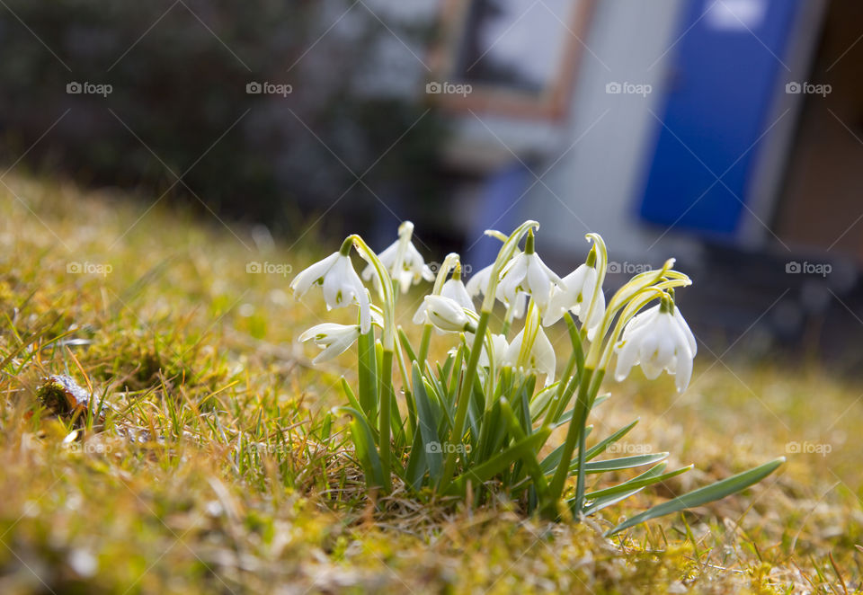 Selective focus of snowdrop flowers