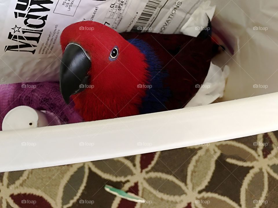 Sadie the red parrot dumpster diving.