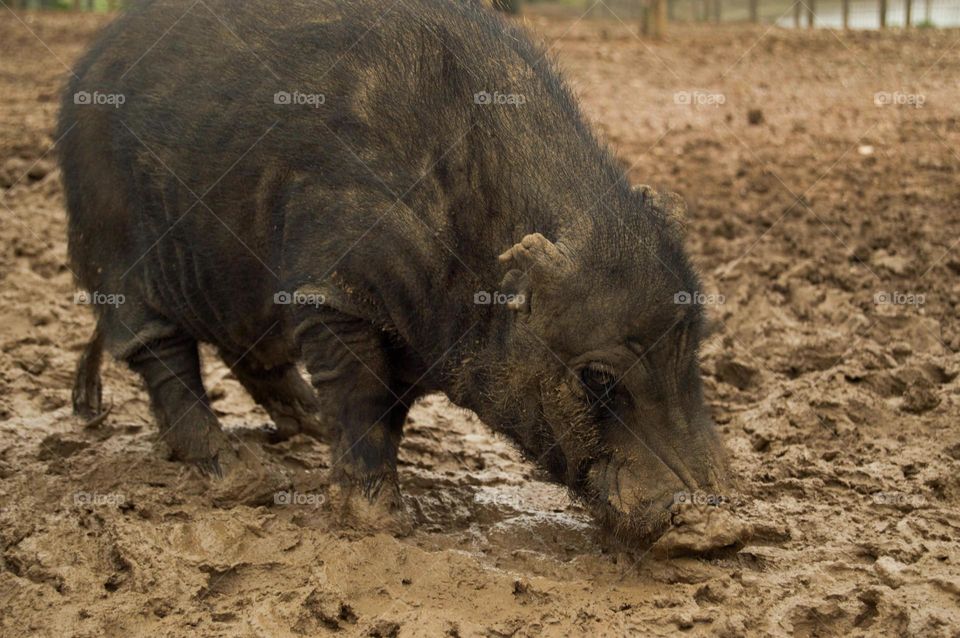 Vietnamese pig - Porco Vietnamita 