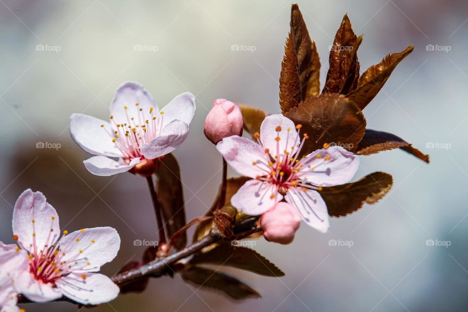 Pink spring flowers