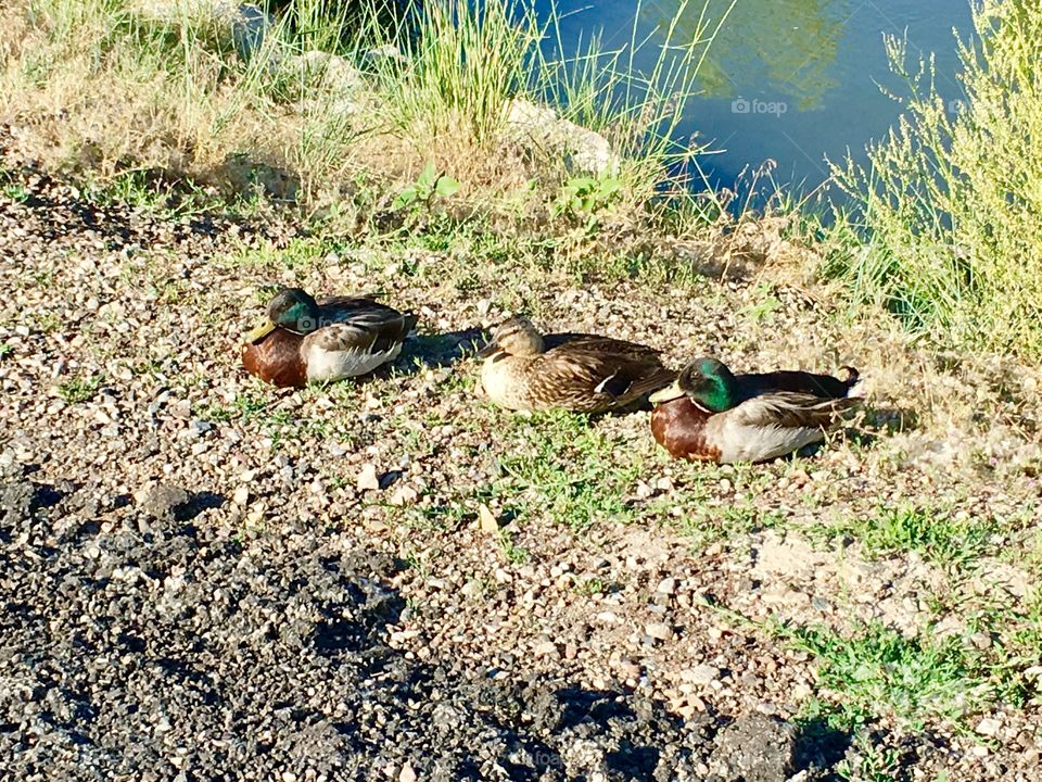 Ducks in a row. Mallard. Greenhead. Two males and a female. Birds. Ducks. Feather. Bird.