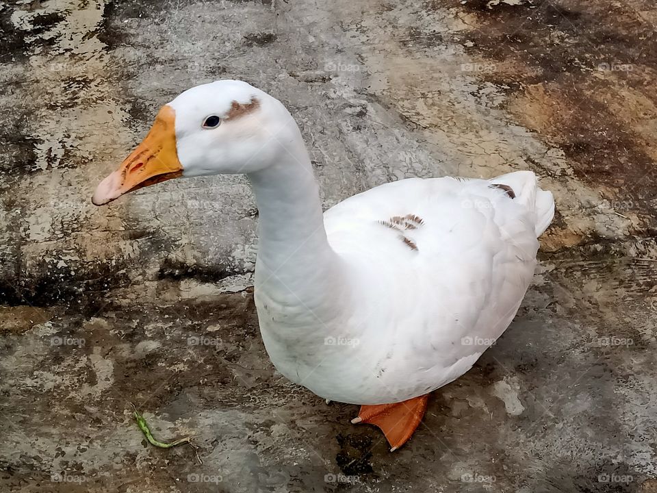 Beautiful goose walking around a pond image india